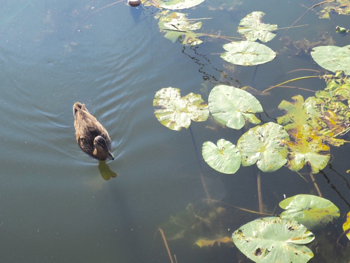 池で泳ぐ鴨