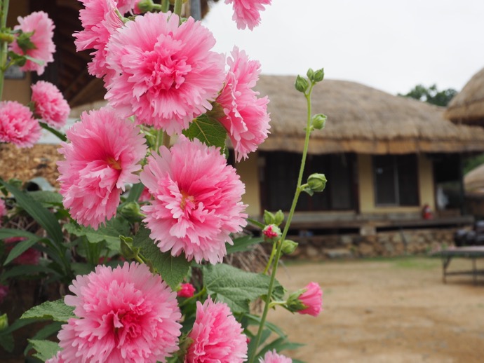 慶州で策ピンク色の花
