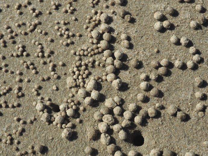 砂浜にある球状の砂ダンゴ