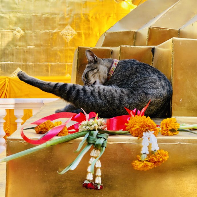 仏塔で毛づくろいする猫