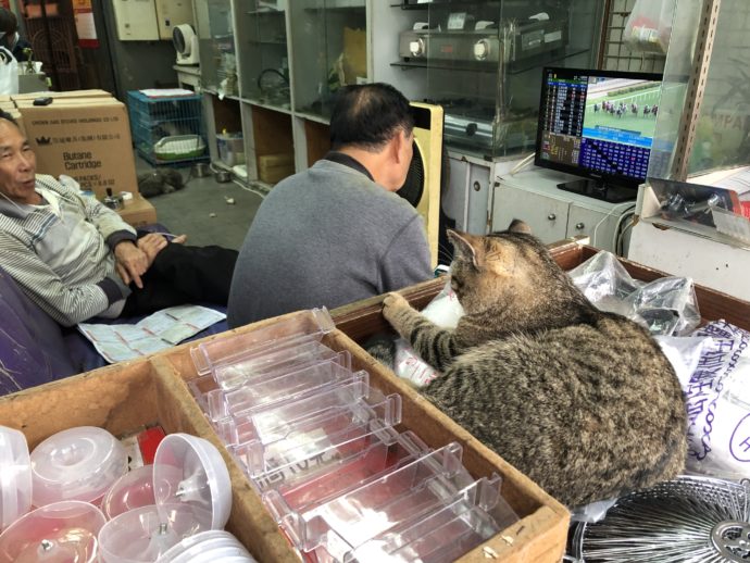 店主とテレビを見る猫