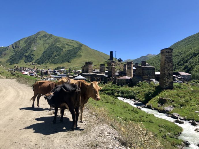 ウシュグリ村を歩く牛の群れ