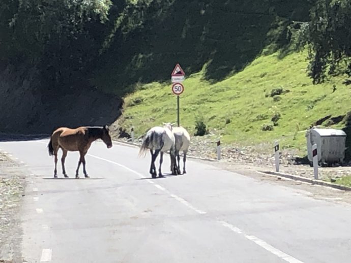 道路を通る２頭の馬