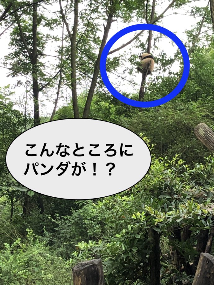 木に登るパンダ