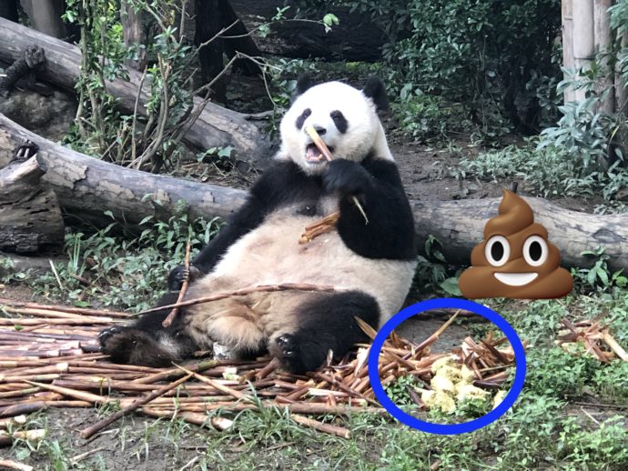 ウンチの横で笹を食べ続けるパンダ