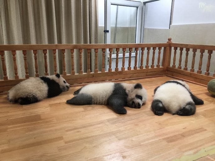 眠る赤ちゃんパンダ