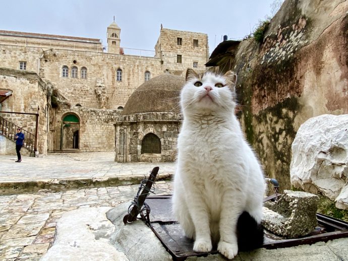 エルサレム旧市街の猫
