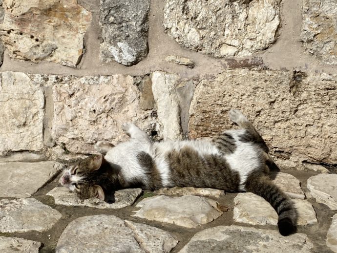 石畳の上でくつろぐ猫
