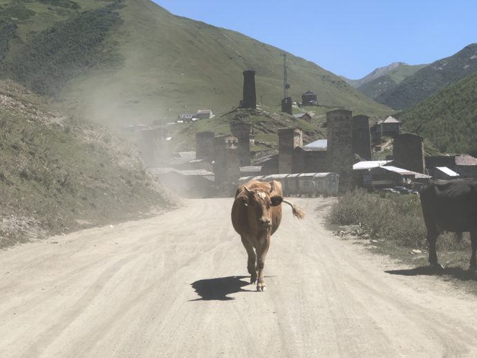 道路を滑走する牛