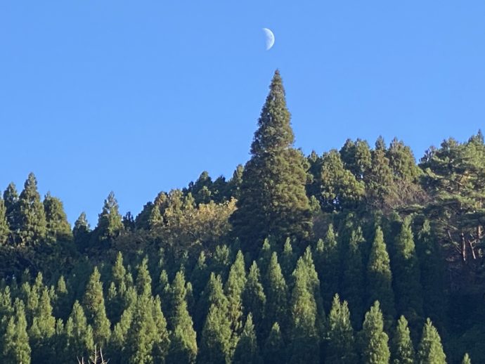 月と青空と樹