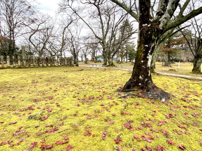 吉崎御坊跡の苔と紅葉