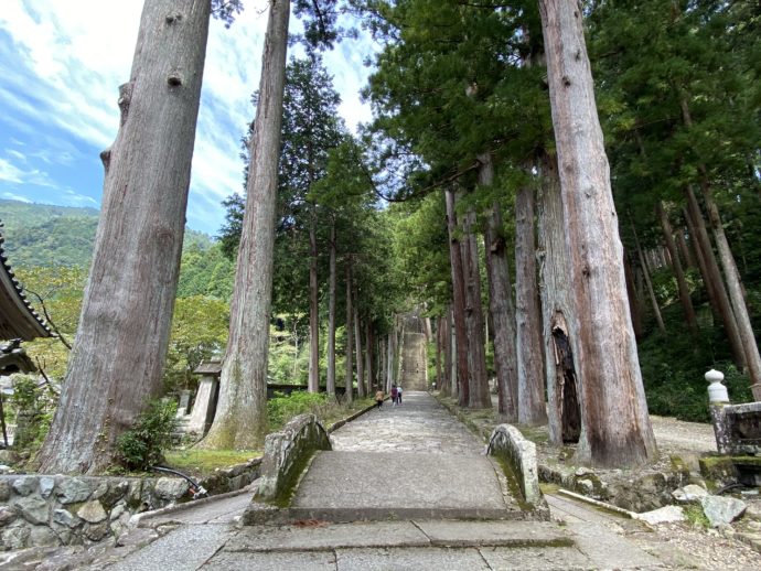 久遠寺の参道と古木
