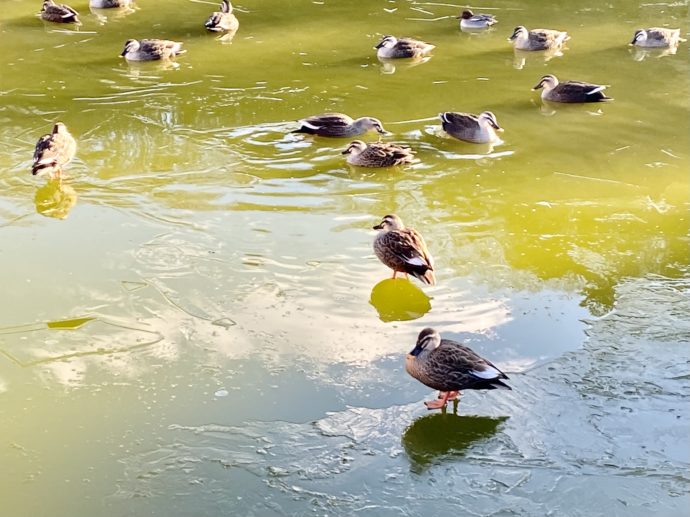 白水阿弥陀堂の池であそぶ鴨