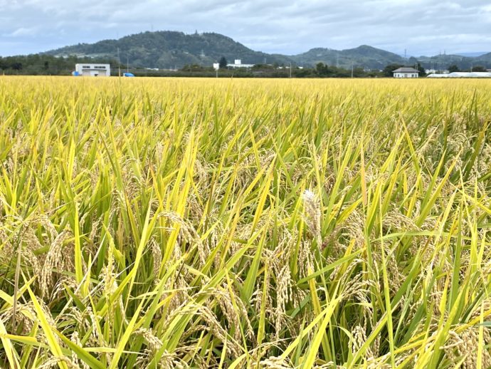 田んぼと稲穂