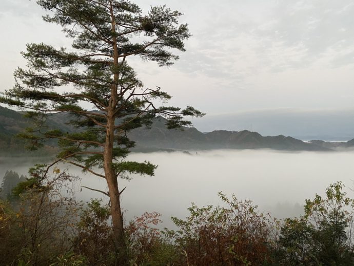 国見ヶ丘展望台の雲海と松