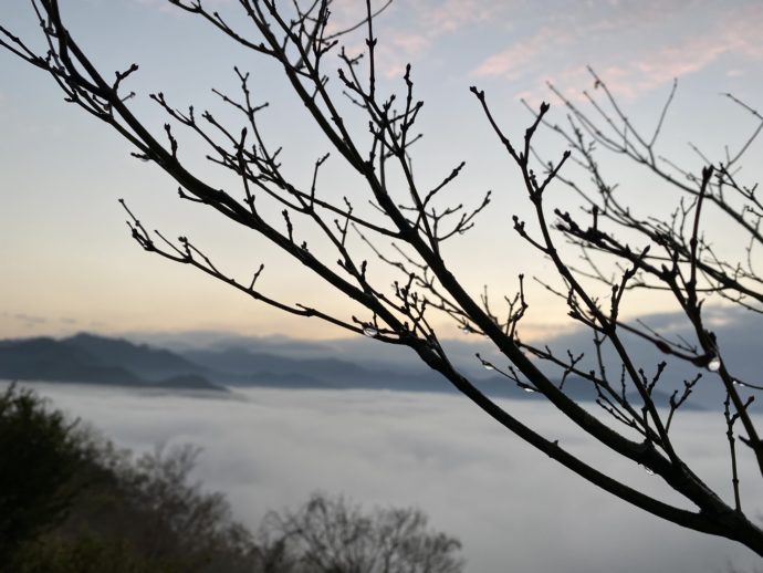 国見ヶ丘展望台の雲海と朝露に濡れる木の枝