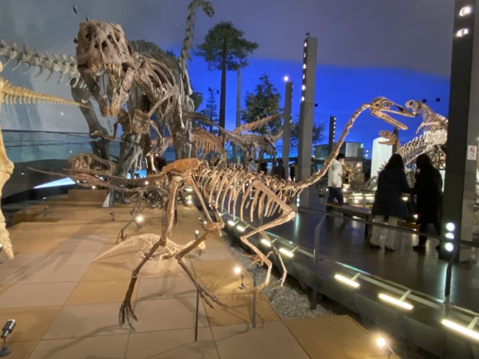 福井県立恐竜博物館の標本