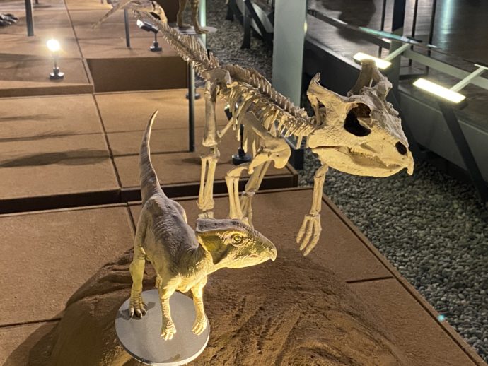 恐竜の骨と模型