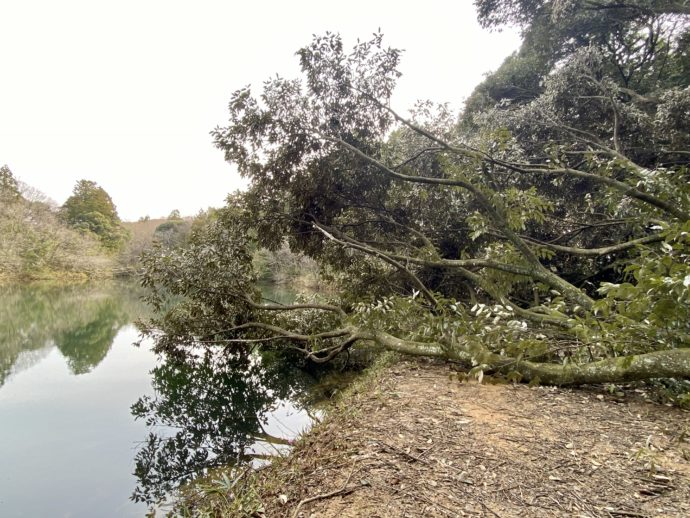 昭和堤の倒木