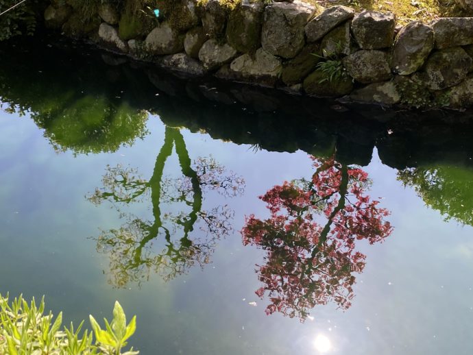 永明寺の池の水面