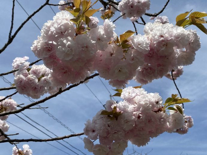 津和野の八重桜