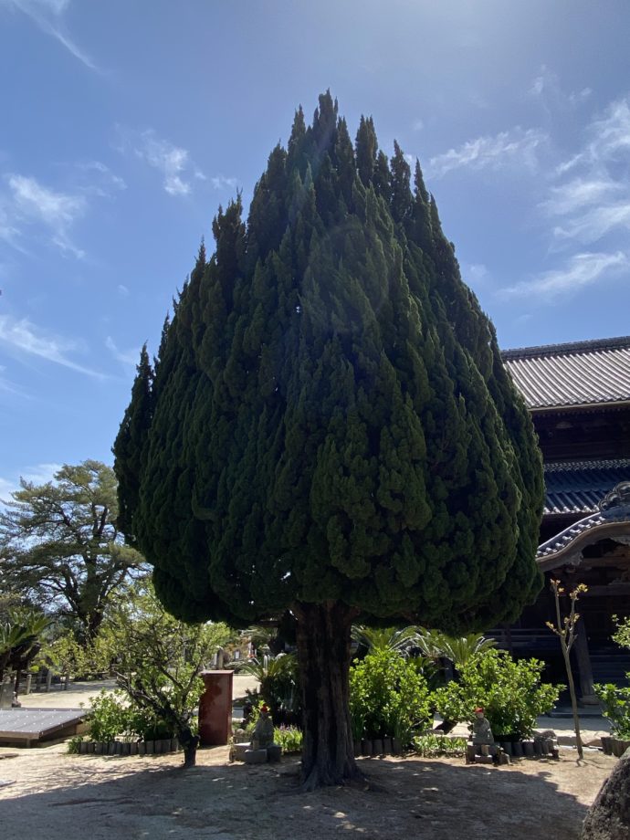 周防国分寺の杉の木