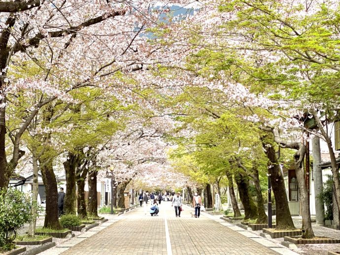 華厳寺への桜のトンネル