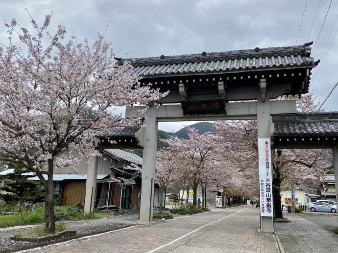 華厳寺の山門と桜