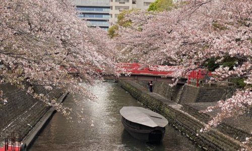 船町港跡の舟と桜
