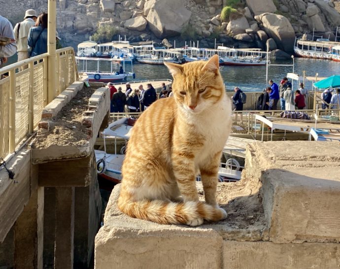 イシス神殿のボート乗り場の猫