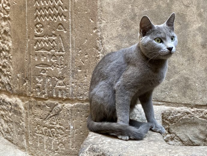 イシス神殿にいた猫