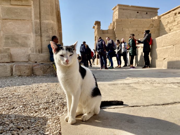 イシス神殿にいた猫