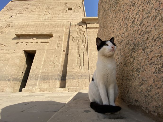イシス神殿第一塔門と猫