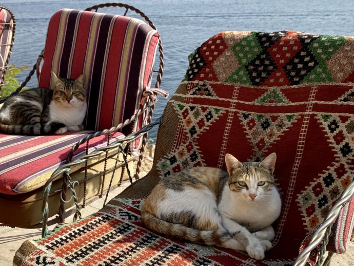 椅子でくつろぐ猫たち