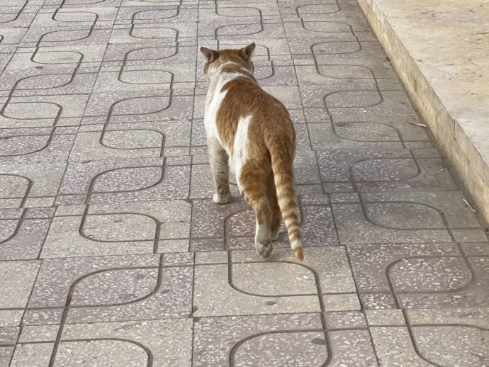 ギザの街を歩く猫