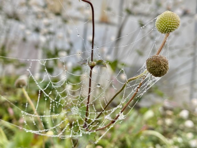 露のついた蜘蛛の糸