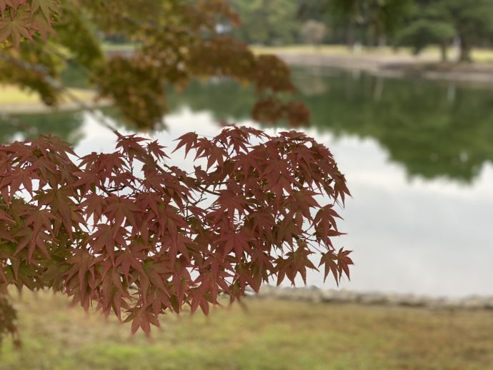 大泉が池と紅葉