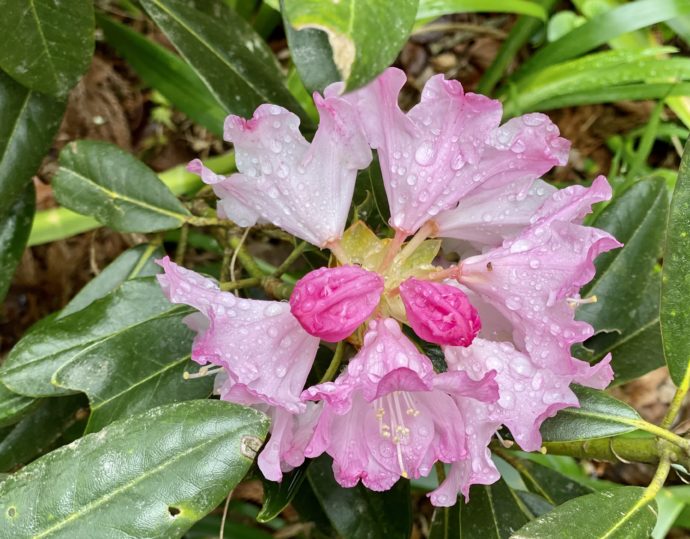 雨露にぬれたシャクナゲの花