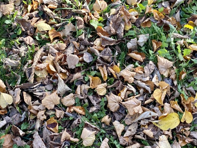 落ち葉で埋まった地面