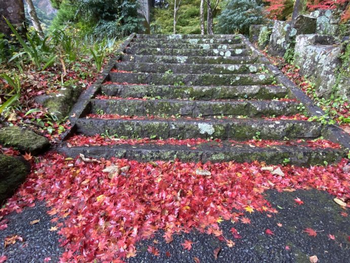 階段に落ちた紅葉