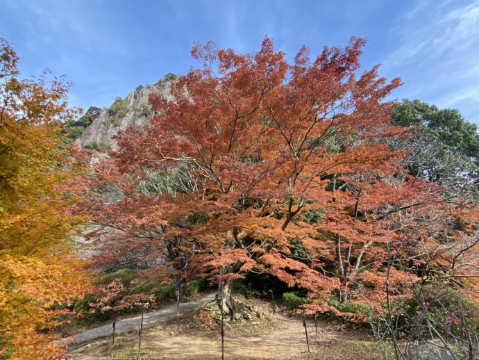 紅葉した樹齢300年の大楠