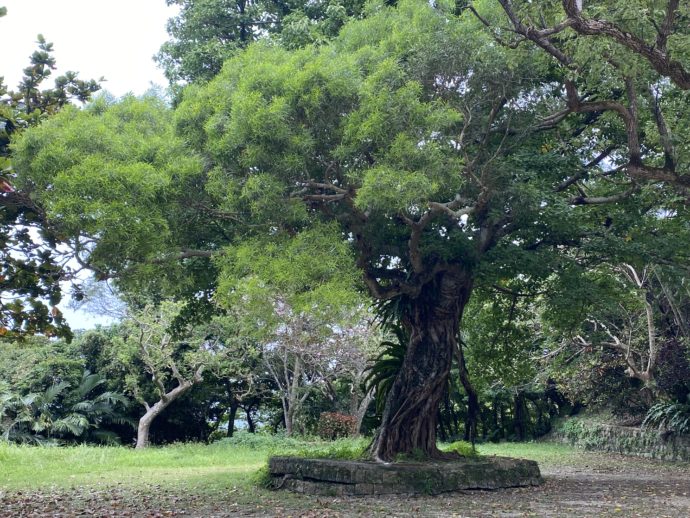 佐敷城跡のガジュマルの木