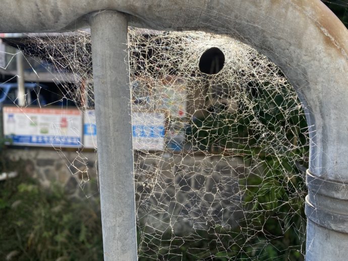 凝固した蜘蛛の巣