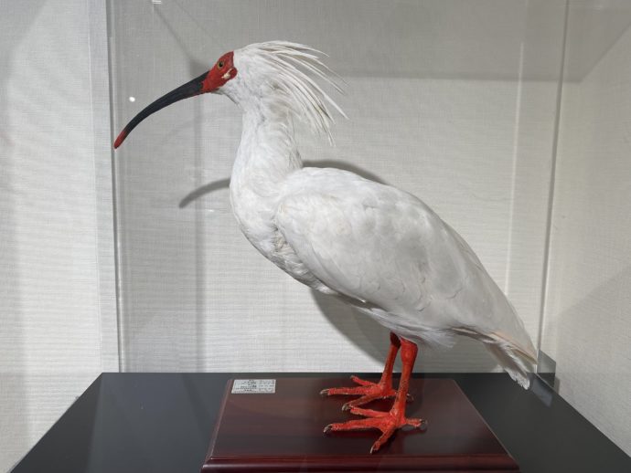 絶滅危機から繁殖中 佐渡島トキの森公園へ Olコムギの週末弾丸旅ブログ