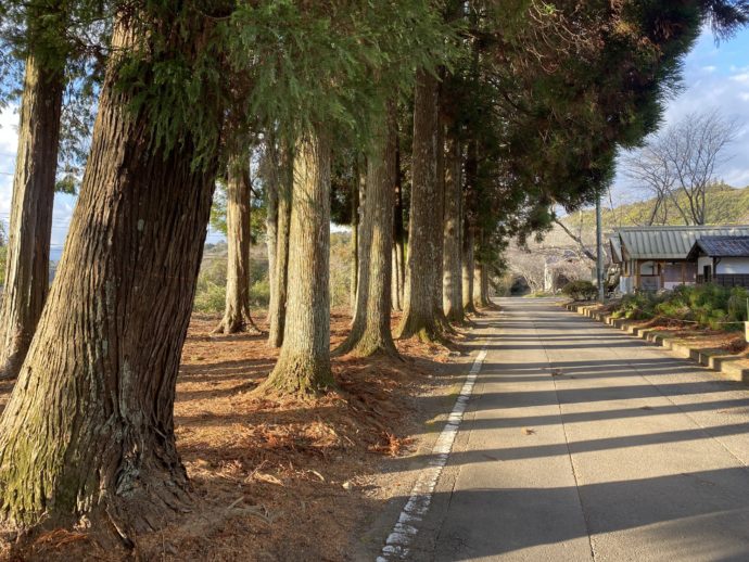十島菅原神社の杉の道