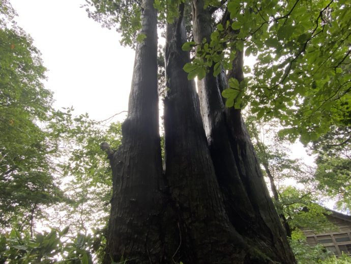 ３つ子の杉の木