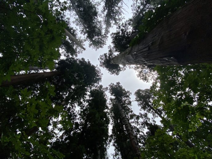見上げる杉の木
