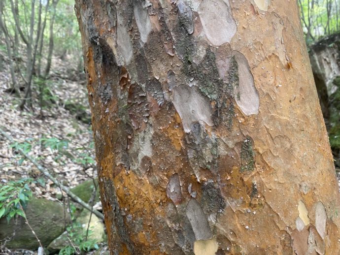 木の皮
