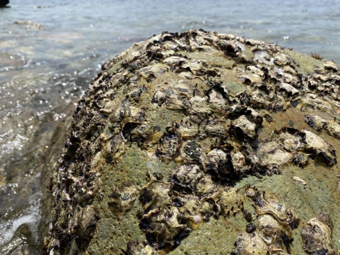貝殻のこびりついた岩