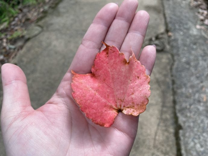 紅葉した葉